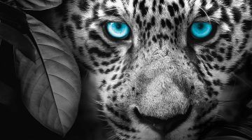 image_7bdde74a245e68_2_588952ac409381a2edf13ec399d28628.jpeg