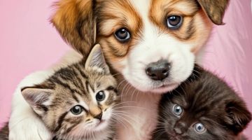 image_213c54dd5e812d_2_29f512e4c3e7bafc978ee3b95d1259f1.jpeg