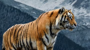 image_61b13196b1dc2e_2_52cd9f86efbcfe3dacfe7eec59d56648.jpeg