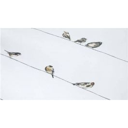 Housse de couette Marjolein Bastin Petits oiseaux - Naturel