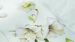 Enveloppe de couette Marjolein Bastin Amaryllis - White