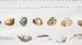 Enveloppe de couette Marjolein Bastin Shellfish - White