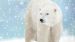 Enveloppe de couette Kids Good Morning Icebear - Blue