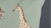 Enveloppe de couette Kids Pure Safari - Vert