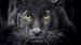 Enveloppe de couette Pure Panther - Black