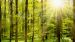 Enveloppe de couette Pure Woods - Vert