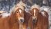 Enveloppe de couette Kids Good Morning Happy Horses - Multi
