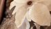 Enveloppe de couette Vandyck Amber Nights - Lin