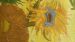Housse de couette Beddinghouse x Van Gogh museum Tournesol - Jaune
