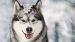 Enveloppe de couette Good Morning Husky - Grey