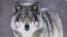 Enveloppe de couette Good Morning Wolfie - Grey