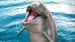 Enveloppe de couette Kids Good Morning Seaworld Jump - Bleu