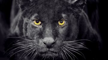 image_d4ec7a8a08cf64_1_3f6a260754d9d8d05884ed1b1e4230ee.jpeg